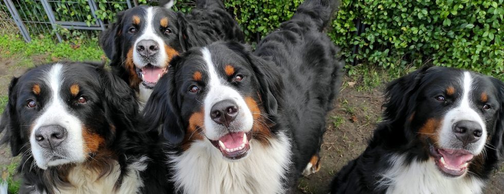 Berner Vom Tal Der Weissen Pfoten | Berner Sennenhunde Zucht