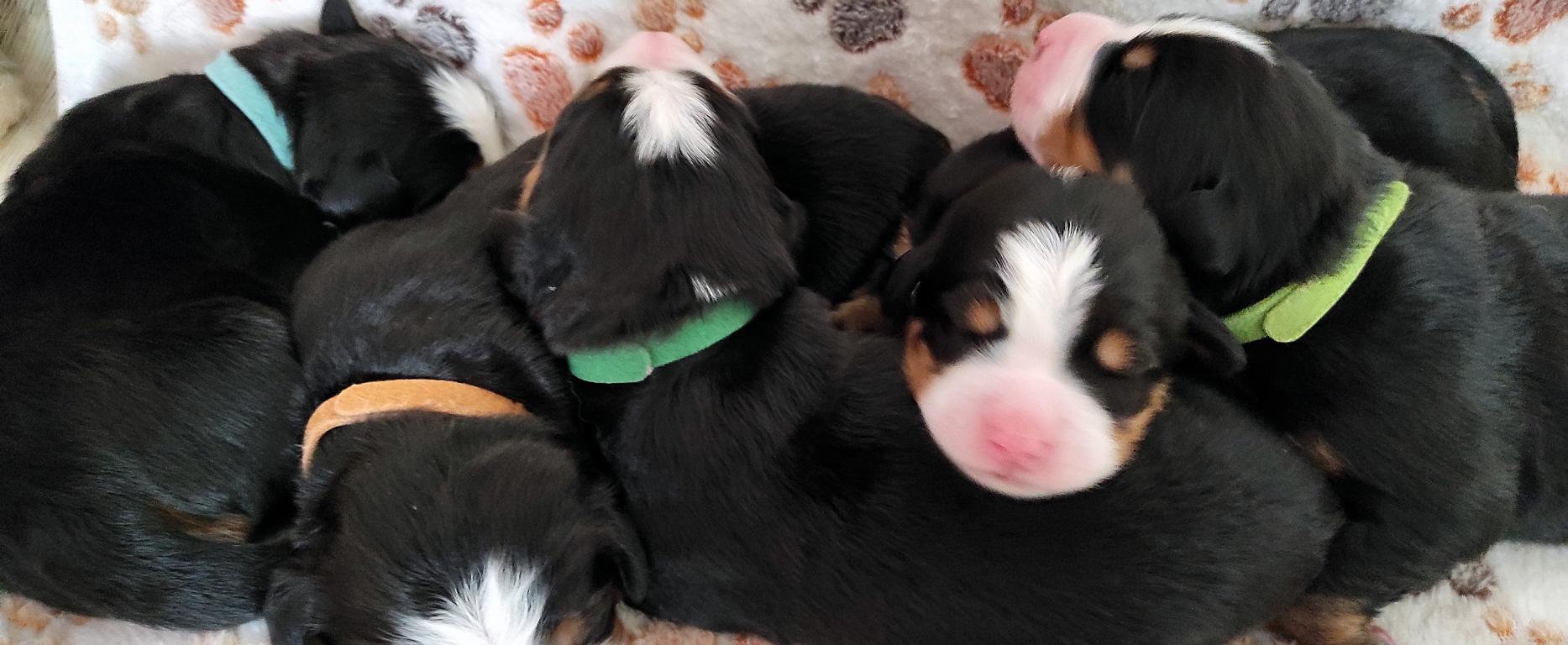 berner-sennenhund-vom-tal-der-weißen-pfoten-welpen-A-wurf